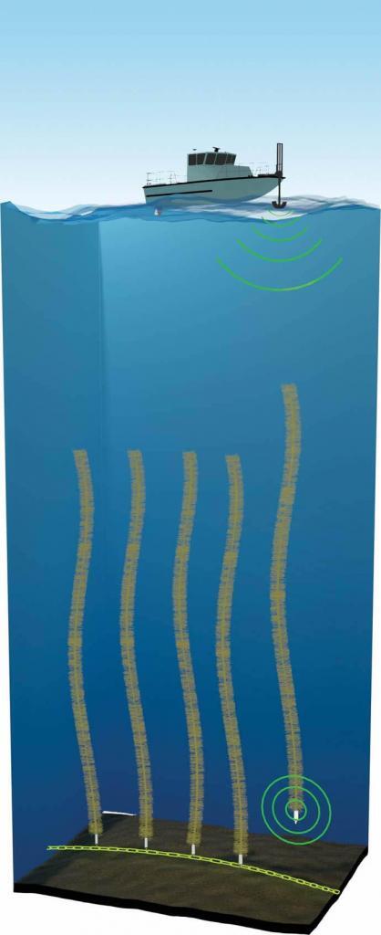 Scientists envision anchoring hundreds of lengths of U-extracting fibers in the sea for a month or so until they fill with uranium. Then a wireless signal would release them to float to the surface where the uranium could be recovered and the fibers reused. It doesn’t matter where in the world the fibers are floating. Source: Andy Sproles at ORNL.