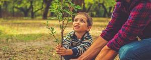 Boy planting a tree